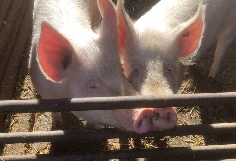 Lust auf feines Schweinefleisch?